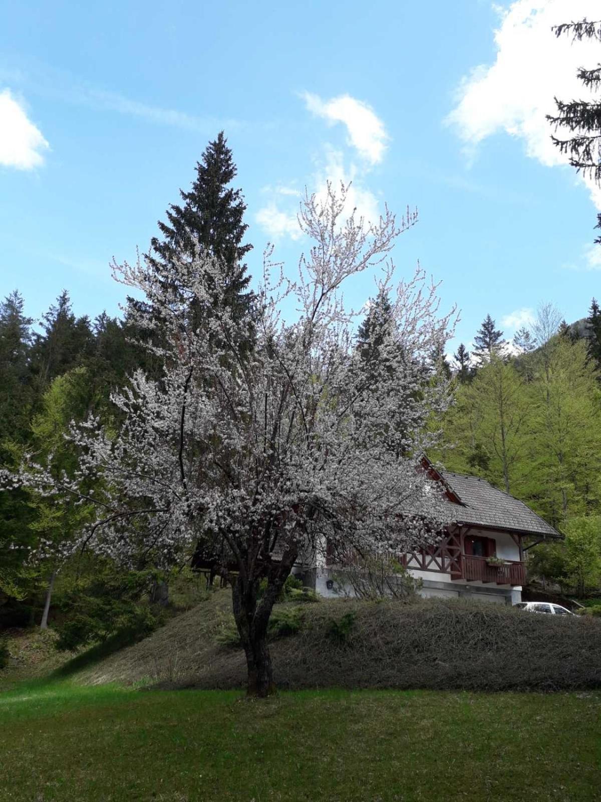 Apartma Gaja Kranjska Gora Zewnętrze zdjęcie